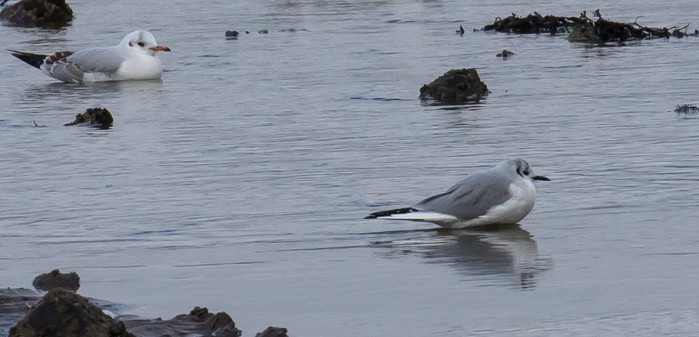 Bonaparte's Gull