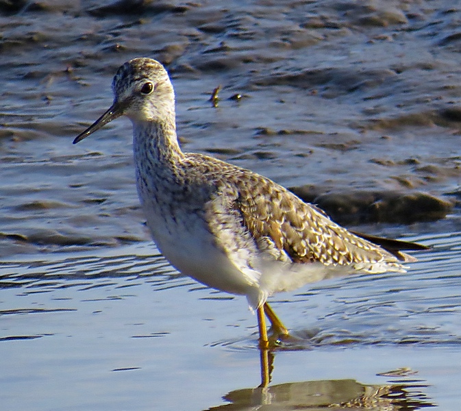 Lesser Yellowlegs