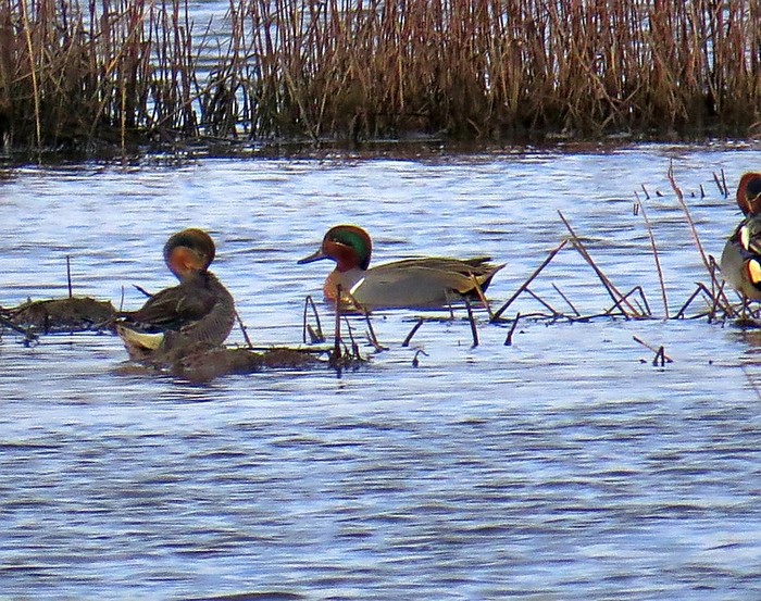 Green-winged Teal