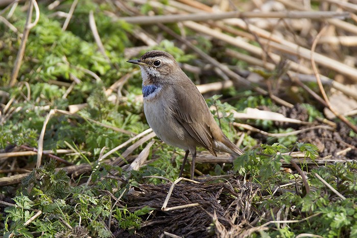 Bluethroat