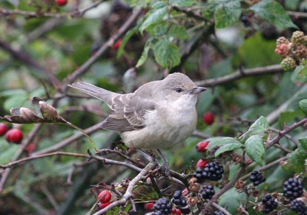 Barred Warbler
