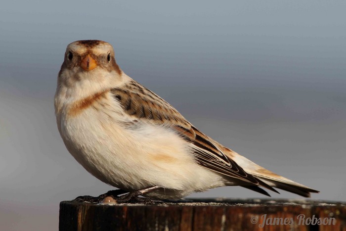 Snow Bunting
