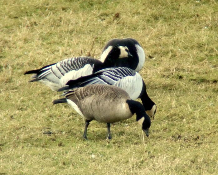 Cackling Goose