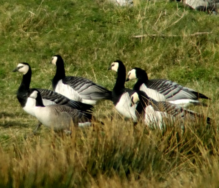 Cackling Goose