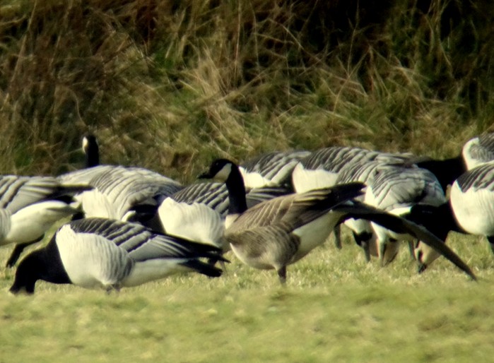 Cackling Goose