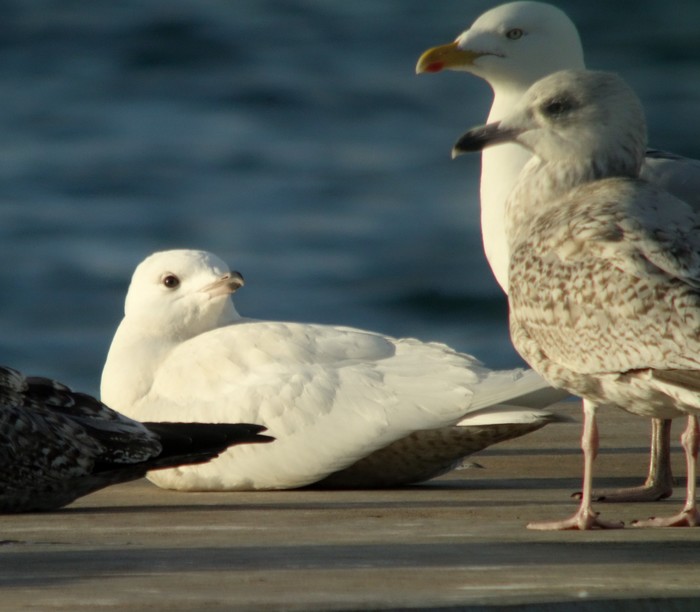 Iceland Gull