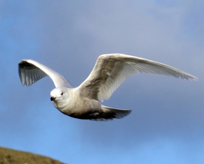 Iceland Gull