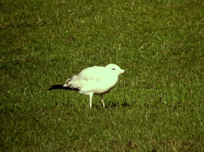 Ring-billed Gull