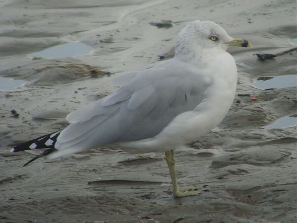 Ring-billed Gull