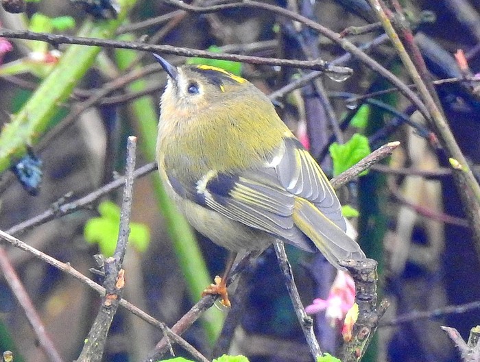 Goldcrest
