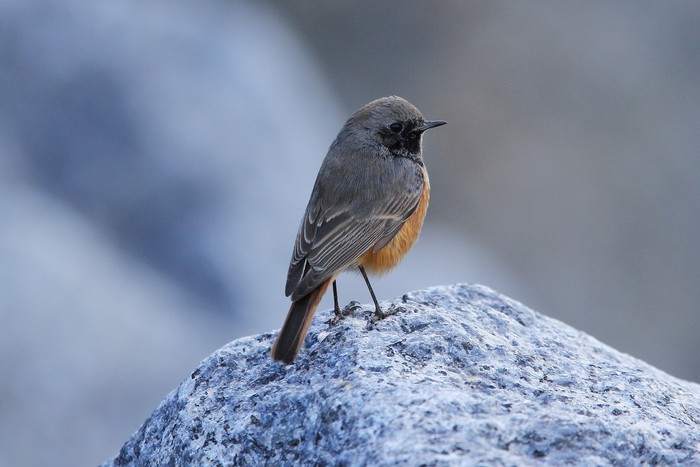 Eastern Black Redstart