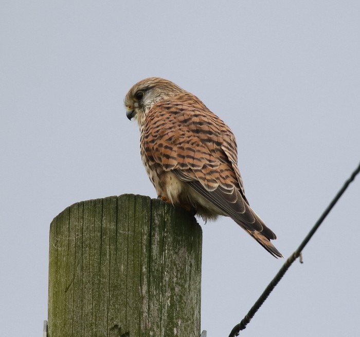 Kestrel