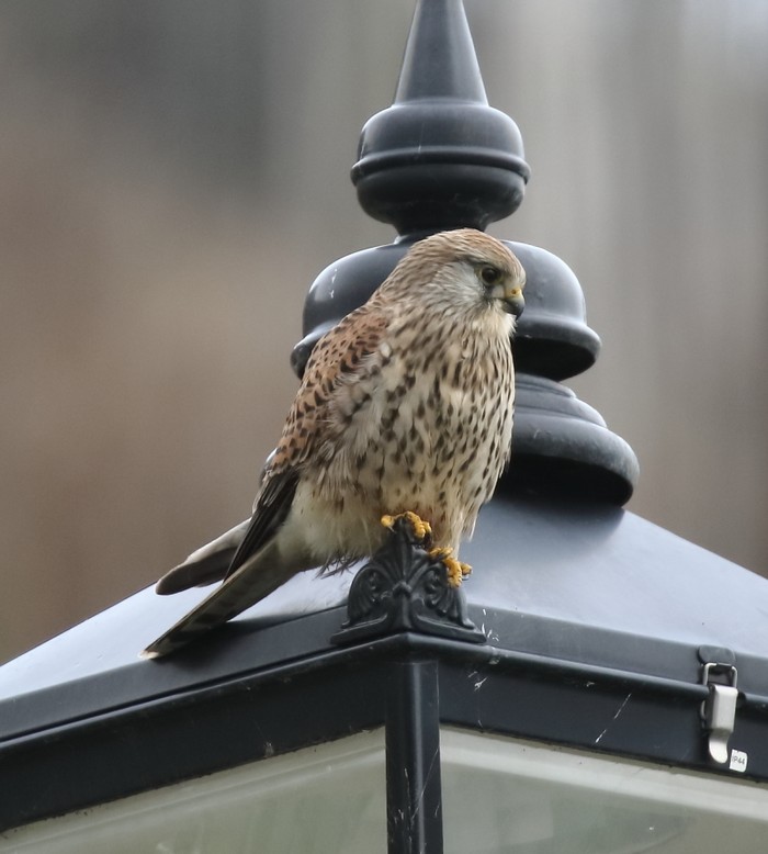 Kestrel