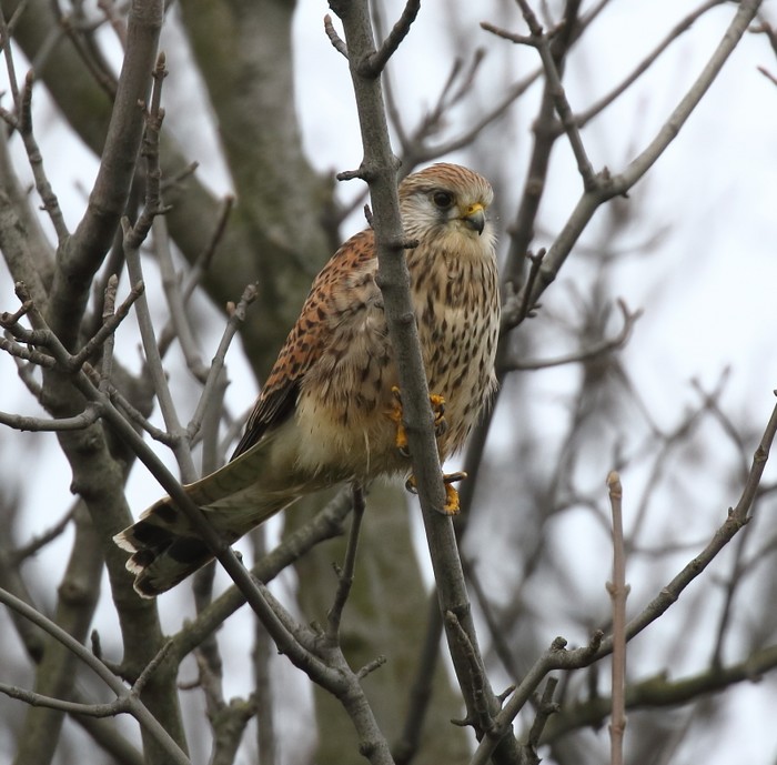 Kestrel