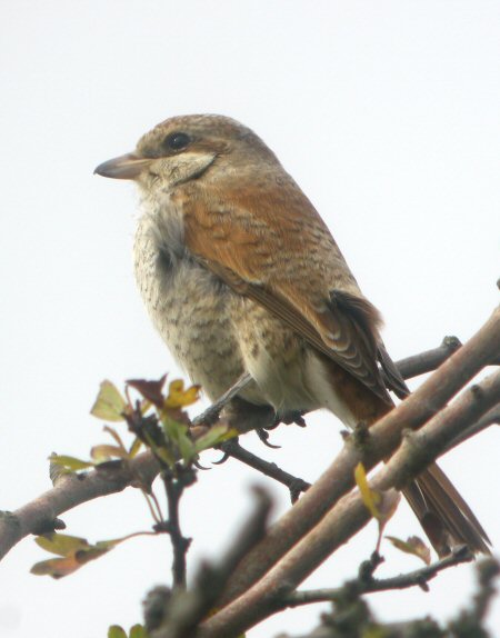 Red-backed Shrike