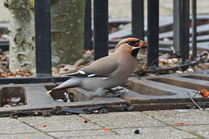 Waxwing