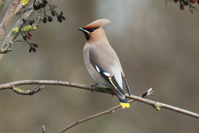 Waxwing