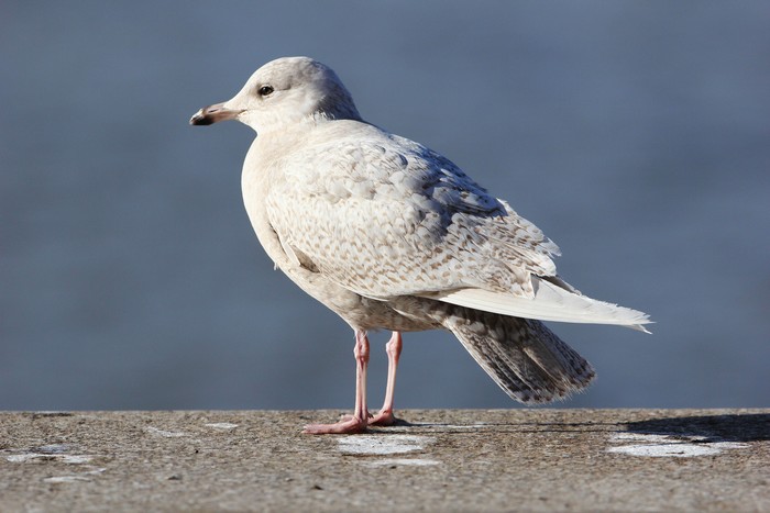 Iceland Gull