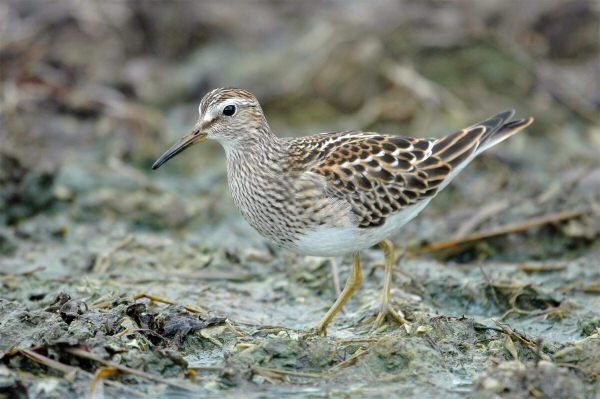 Pectoral Sandpiper