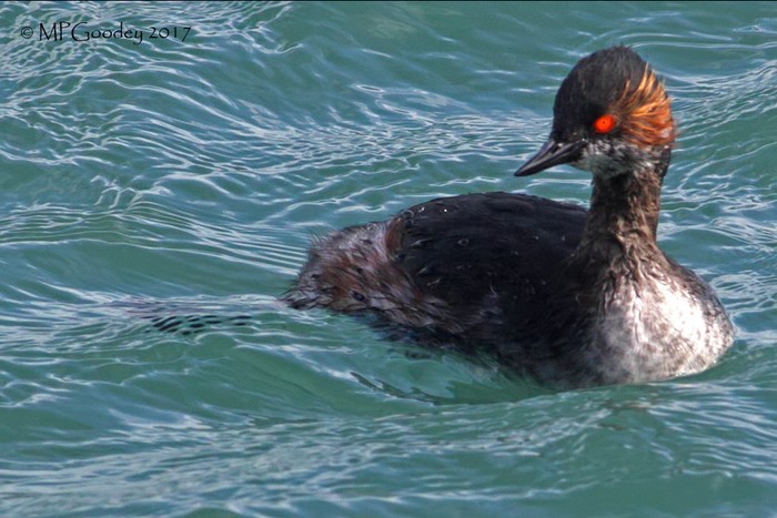 Black-necked Grebe