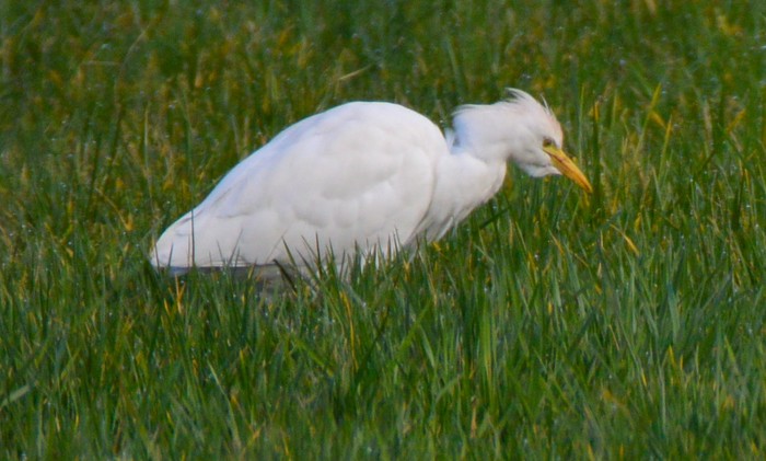 Cattle Egret