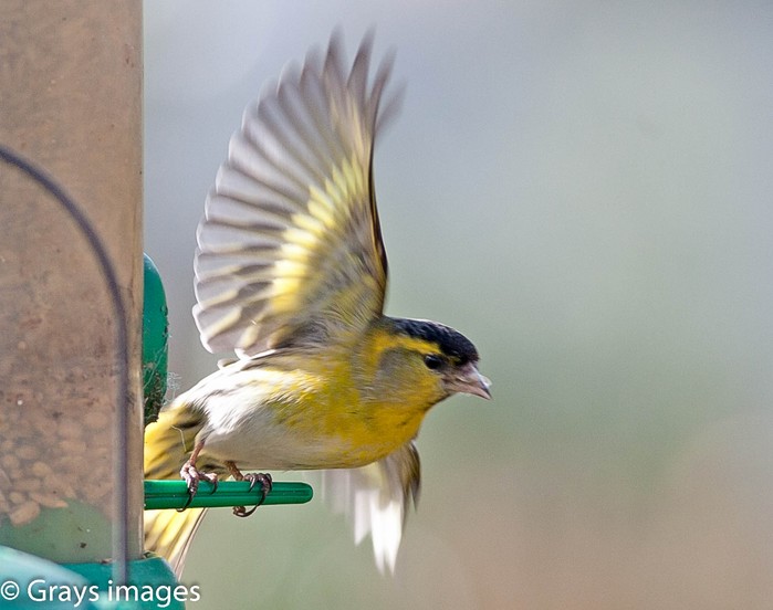 Siskin