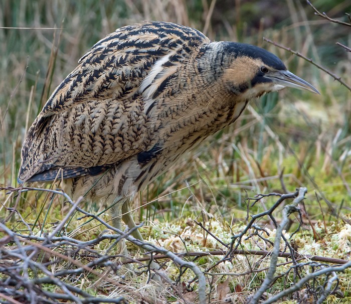 Bittern