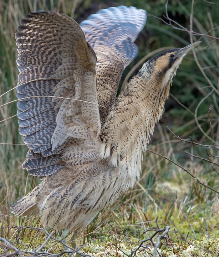 Bittern