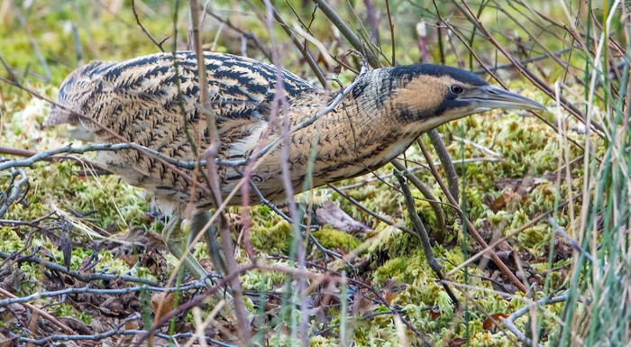 Bittern