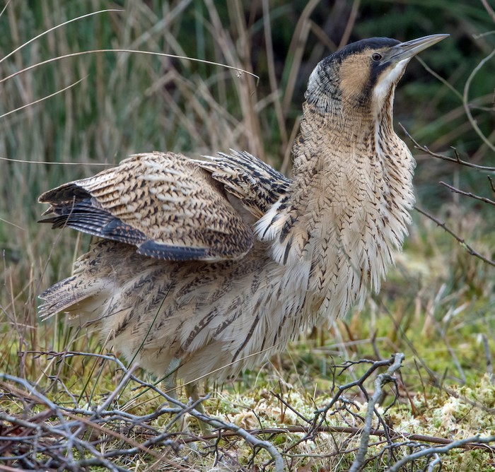 Bittern