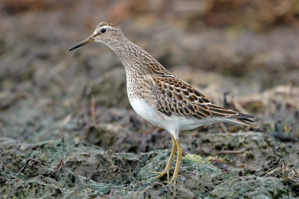 Pectoral Sandpiper