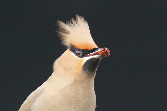 Waxwing