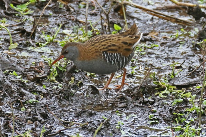 Water Rail