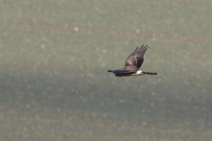 Pallid Harrier
