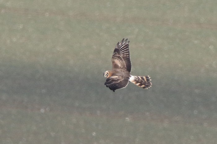 Pallid Harrier