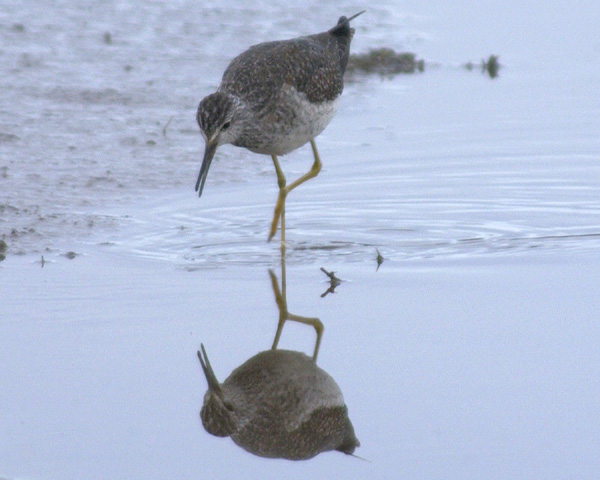 Lesser Yellowlegs
