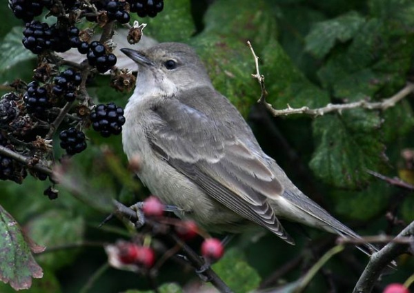 Barred Warbler