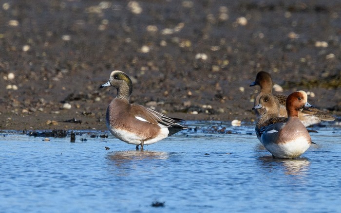 American Wigeon