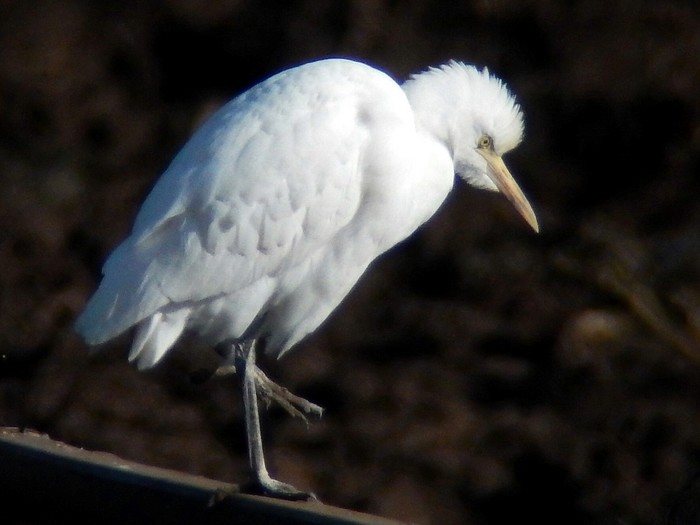 Cattle Egret
