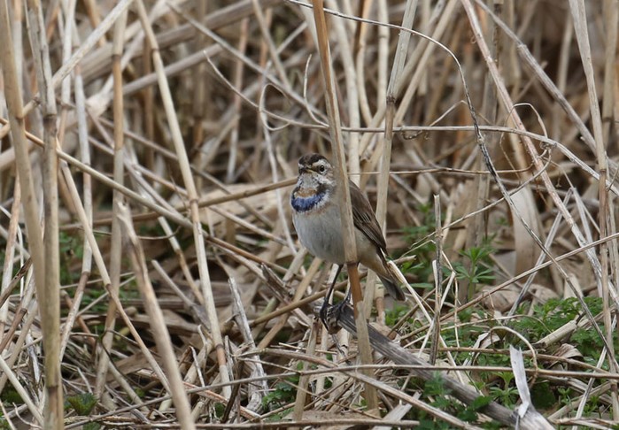 Bluethroat