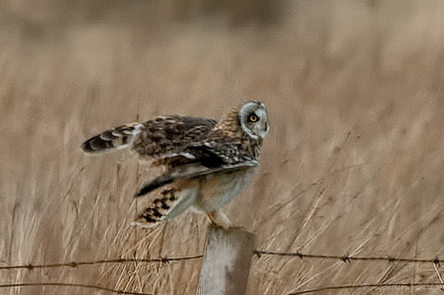 Short-eared Owl