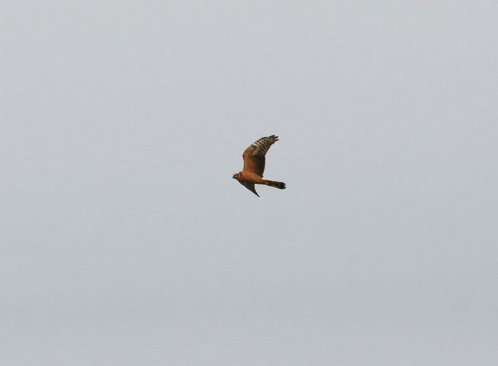 Pallid Harrier