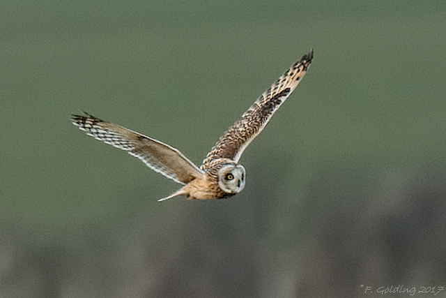 Short-eared Owl