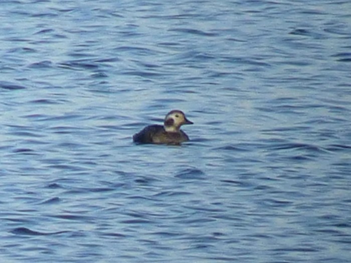Long-tailed Duck