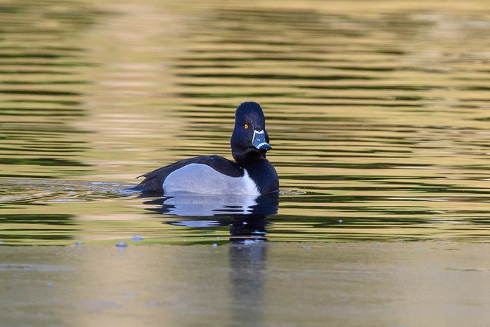 Ring-necked Duck
