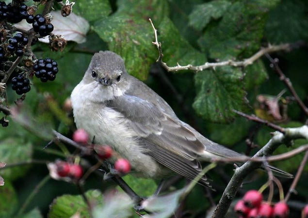 Barred Warbler