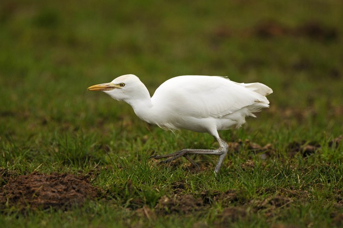 Cattle Egret