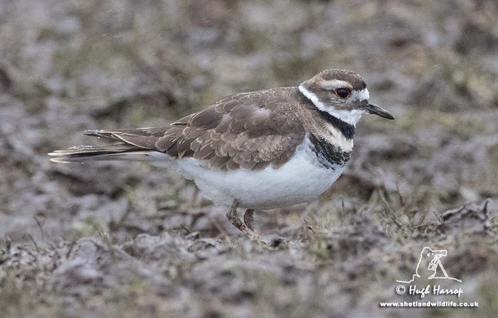 Killdeer