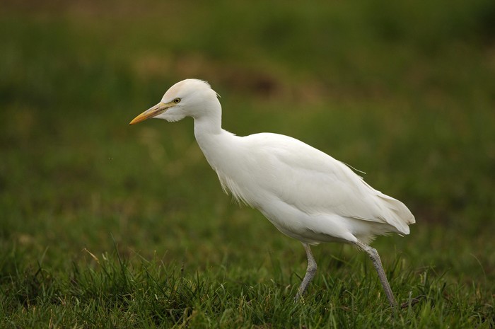 Cattle Egret
