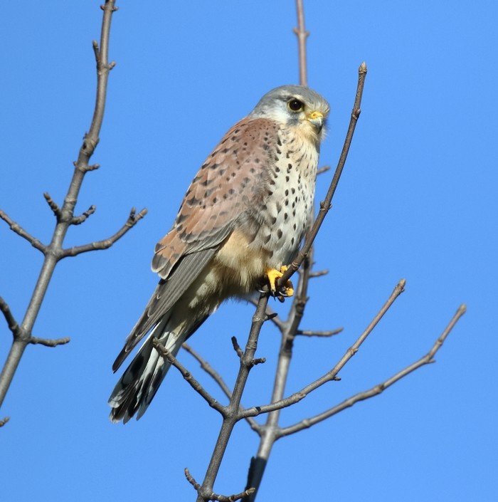 Kestrel